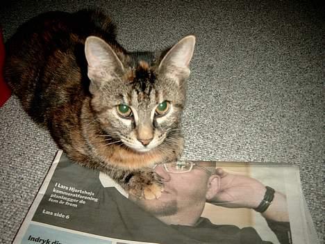 Huskat Pjuske Aflivet d.30.05.07 - "Ihh!! Far du må ikke tage billeder nu jeg skulle lige til og læse avisen." billede 6