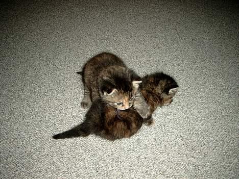 Huskat Pjuske Aflivet d.30.05.07 - "Ihh Mille skal du nu til at kravle på mig???" billede 7