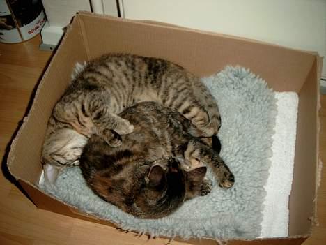 Huskat Pjuske Aflivet d.30.05.07 - Endelig blev de trætte. billede 9