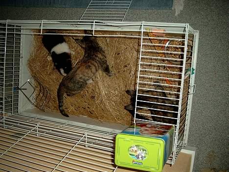 Huskat Pjuske Aflivet d.30.05.07 - "Se Mille den snuser til dig!!" billede 11