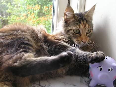 Maine Coon Ditocas Mikki billede 1