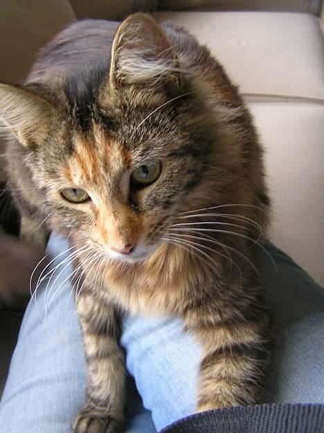 Maine Coon Ditocas Mikki billede 2