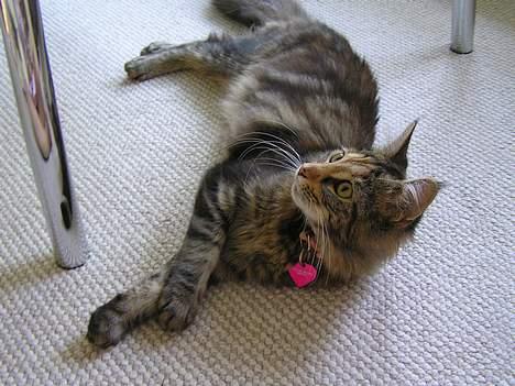 Maine Coon Ditocas Mikki billede 3