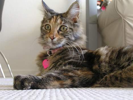 Maine Coon Ditocas Mikki billede 4