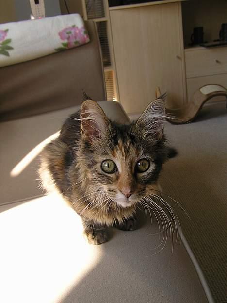 Maine Coon Ditocas Mikki billede 5