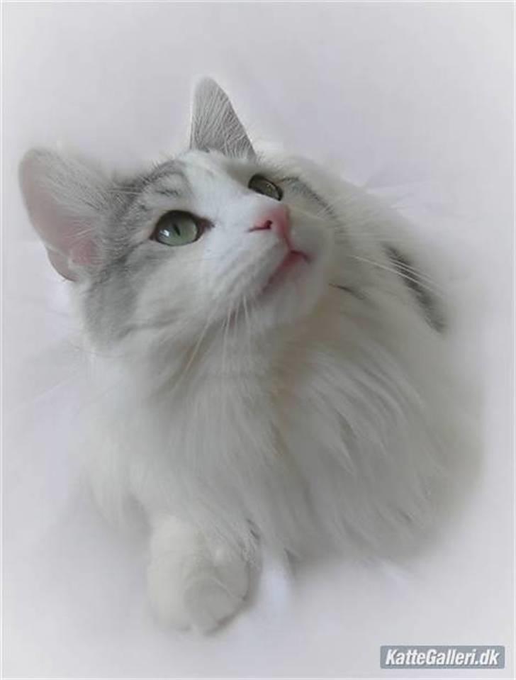 Norsk Skovkat  Na´zyias Elo Honningbi  - Elo Honningbi 19.01.08  billede 1