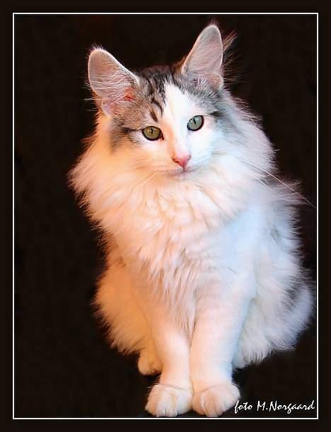 Norsk Skovkat  Na´zyias Elo Honningbi  - 16 uger - 31.01.2007 billede 2