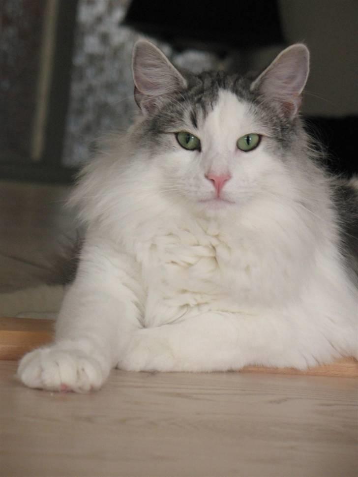 Norsk Skovkat  Na´zyias Elo Honningbi  - Elo november 2007 billede 3