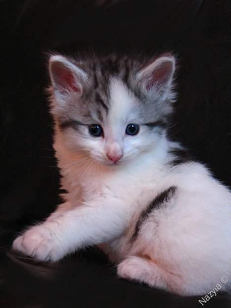 Norsk Skovkat  Na´zyias Elo Honningbi  - 4 uger og 3 dage 9-11-06 billede 4