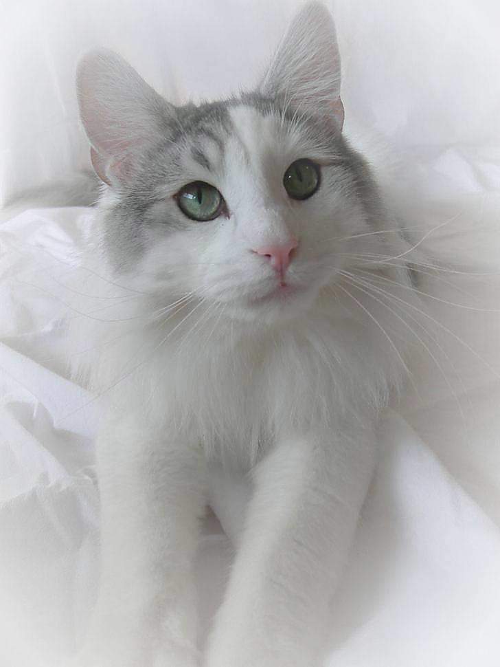 Norsk Skovkat  Na´zyias Elo Honningbi  - Elo 19.01.08 billede 5