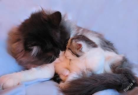 Norsk Skovkat  Na´zyias Elo Honningbi  - Far og søn - 3/11-2006 - 25 dage billede 6