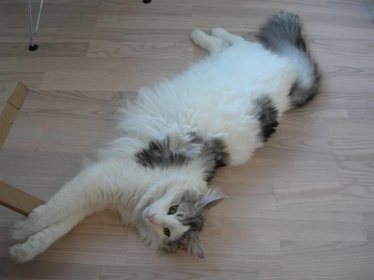 Norsk Skovkat  Na´zyias Elo Honningbi  - Elo juni 2008 billede 7