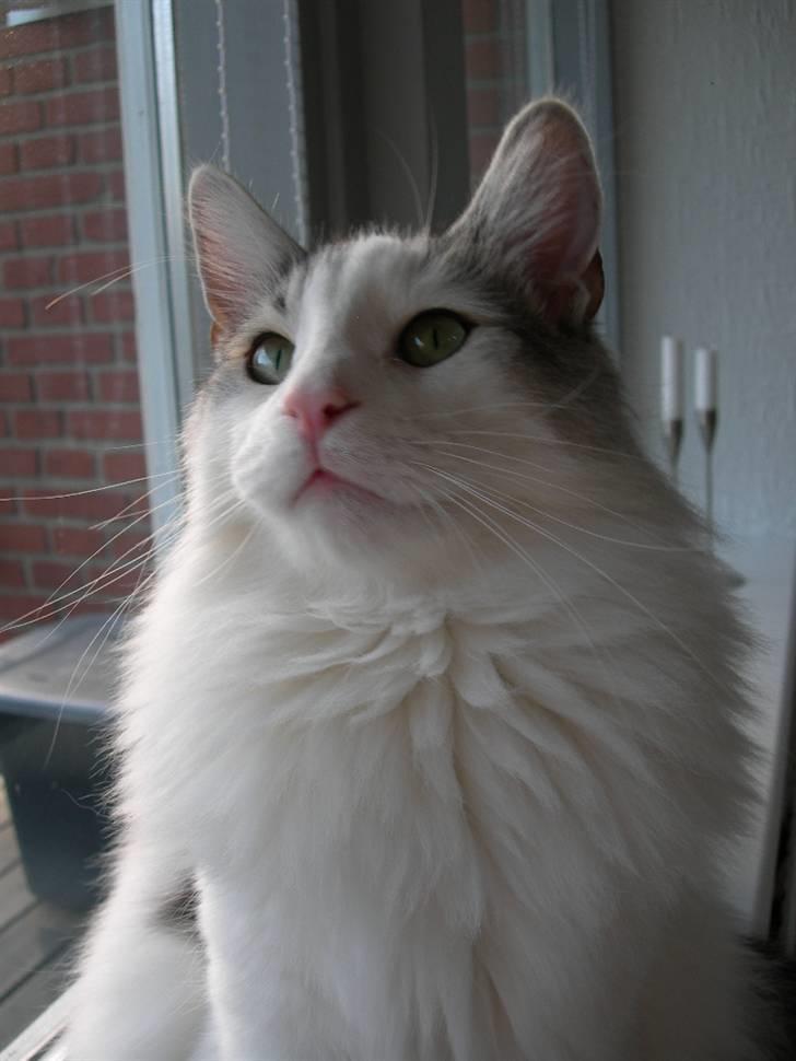 Norsk Skovkat  Na´zyias Elo Honningbi  - Elo oktober 2007 billede 8