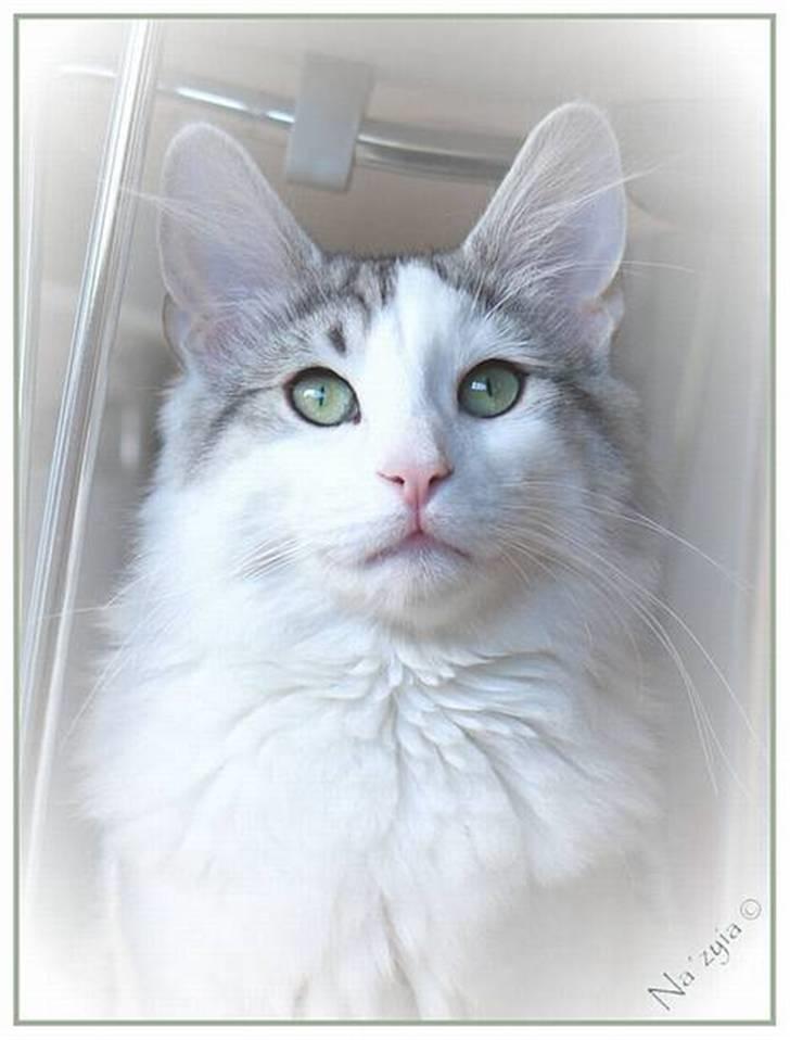 Norsk Skovkat  Na´zyias Elo Honningbi  - Elo - maj 07 billede 9