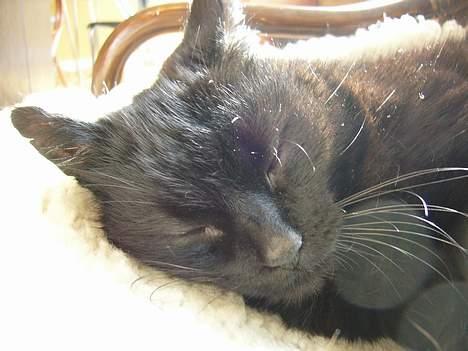 Blanding af racer Misser - Velkommen til Misser´s profil :) billede 1