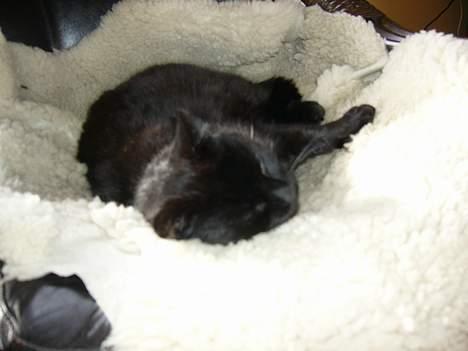 Blanding af racer Misser - En rigtig luksuskat ;) billede 2