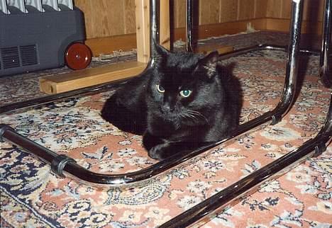 Blanding af racer Misser - I vores sommerhus billede 3