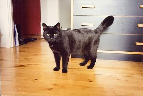 Blanding af racer Misser - I vores gamle lejlighed før vi flyttede i hus - han har nok været 5 år billede 4