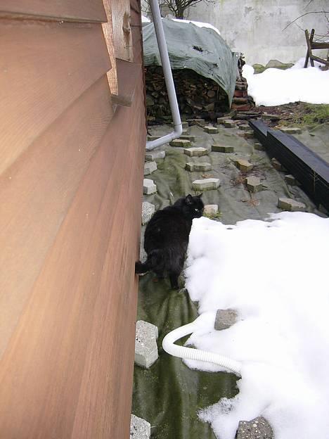 Blanding af racer Misser - Ude foran på vores terasse der nu er færdigrenoveret billede 6