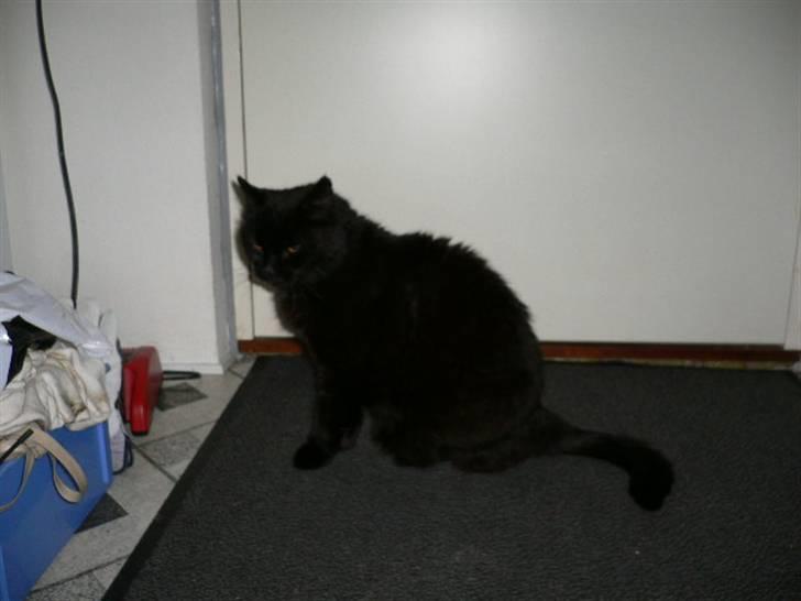 Blanding af racer Misser - Ude i vores gang for nogle år siden - min fine kat :) billede 7