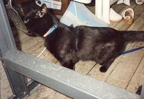 Blanding af racer Misser - Han elsker at slikke på alt der har været med i grill-processen :) billede 8