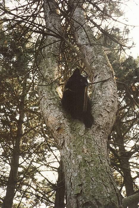 Blanding af racer Misser - Min far måtte hente ham ned fra træet, og min far slog sit knæ til blods fordi ham og katten røg i kambolage -.-´ billede 9