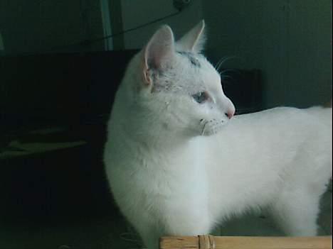 Blanding af racer Magnus *Mau Mau* - Magnus billede 1