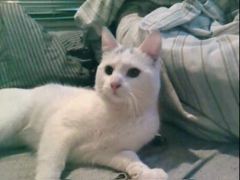 Blanding af racer Magnus *Mau Mau* - Ligger i sengen, det er jo så dejligt... billede 2