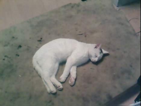 Blanding af racer Magnus *Mau Mau* - Tager lige et hvil på hundens madras billede 3