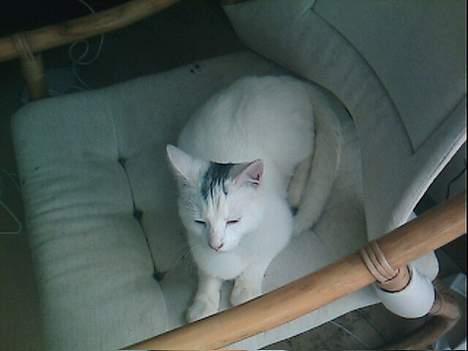 Blanding af racer Magnus *Mau Mau* billede 4