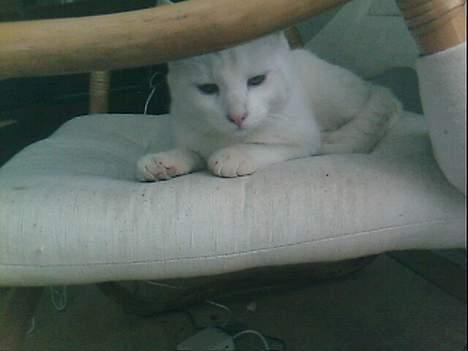 Blanding af racer Magnus *Mau Mau* - Her ligger man så i sin yndlings stol billede 5