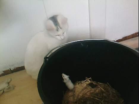 Blanding af racer Magnus *Mau Mau* - Holder godt øje med den lille mus billede 6