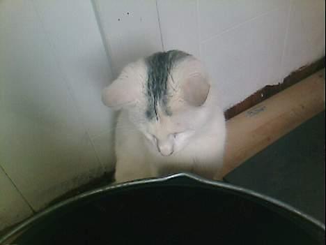 Blanding af racer Magnus *Mau Mau* billede 7