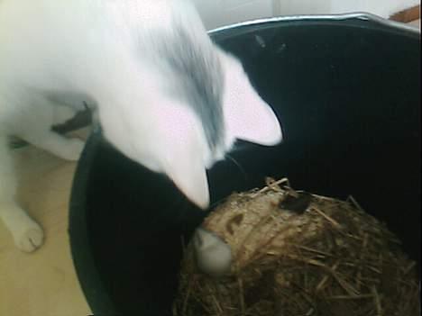 Blanding af racer Magnus *Mau Mau* - Hvor blev den nu af?! billede 8