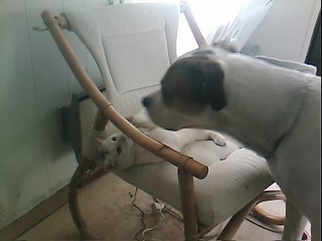 Blanding af racer Magnus *Mau Mau* - Hektor og Mau Mau billede 9