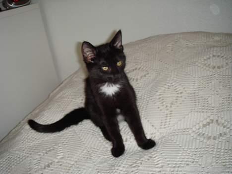 Huskat (Anisa) billede 1