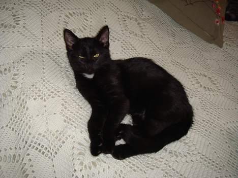 Huskat (Anisa) billede 2