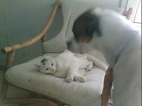 Blanding af racer Magnus *Mau Mau* - Han fryder sig rigtig over at han har stolen og Hektor er på gulvet :) billede 10