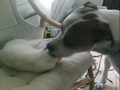 Blanding af racer Magnus *Mau Mau* - Det går lidt hurtigere når Hektor vasker mig :) billede 11