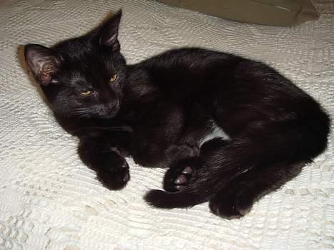 Huskat (Anisa) billede 3