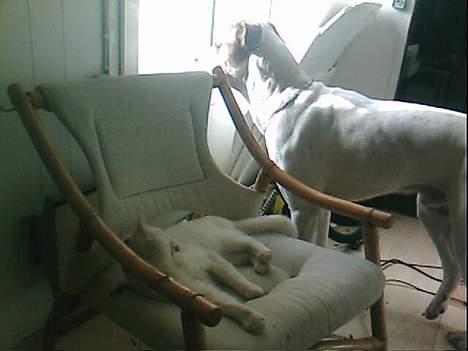 Blanding af racer Magnus *Mau Mau* billede 12