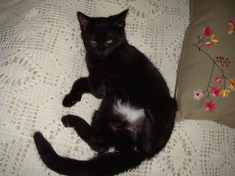 Huskat (Anisa) billede 4