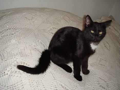 Huskat (Anisa) billede 5