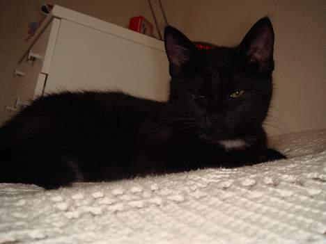 Huskat (Anisa) billede 6