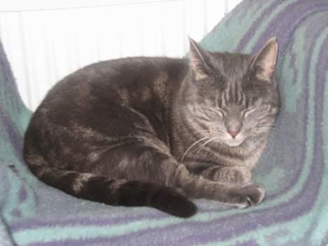 Blanding af racer Silke billede 7