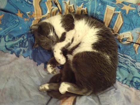 Blanding af racer mister - vrider sig i dynen :) billede 11