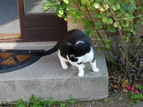 Huskat Speedy DØD - her havde jeg bevæget mig udenfor! billede 8