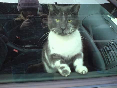 Blanding af racer mister - er lige kommet ind i bilen .. billede 12