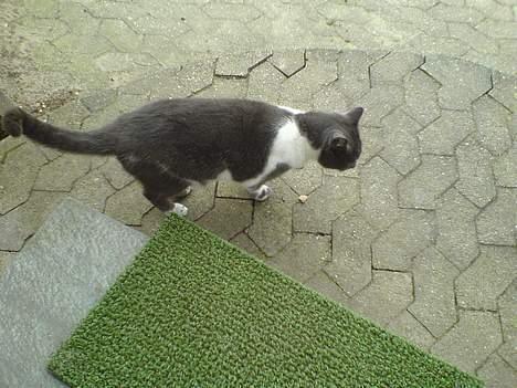 Blanding af racer mister billede 13