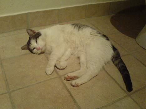 Blanding af racer pjevs billede 11